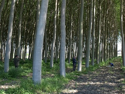 Medición de una chopera